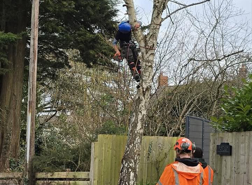 Tree Care